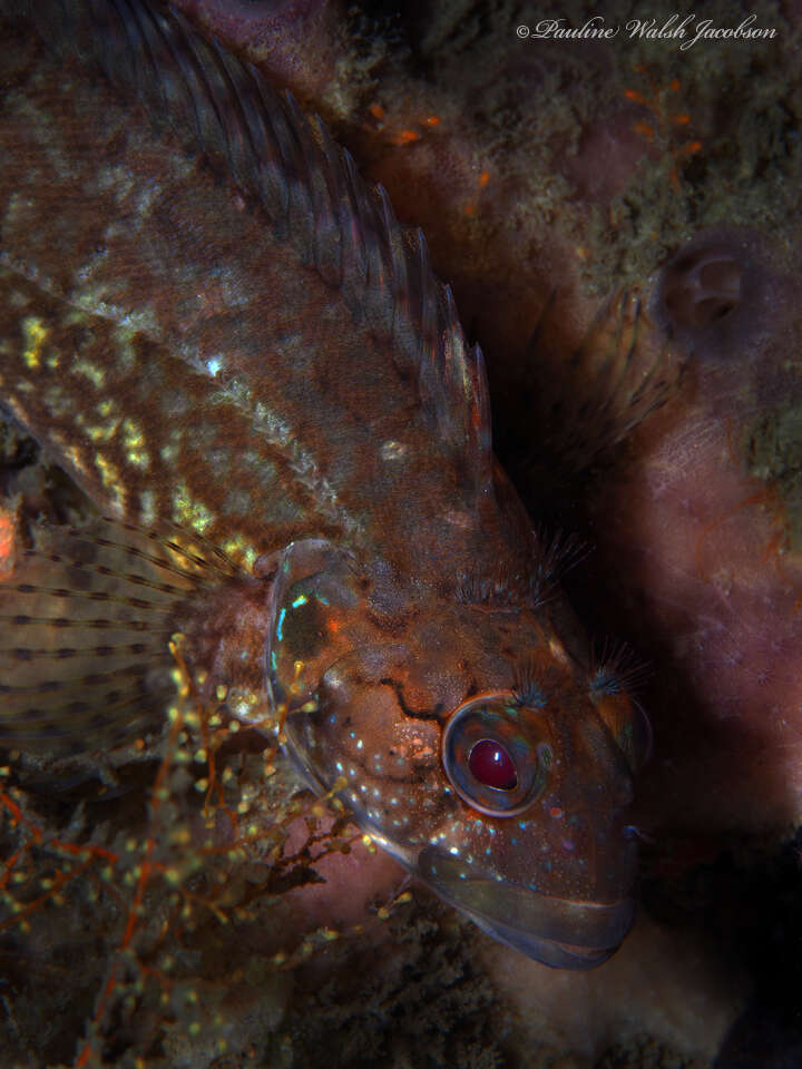 Image of Masquerader hairy blenny