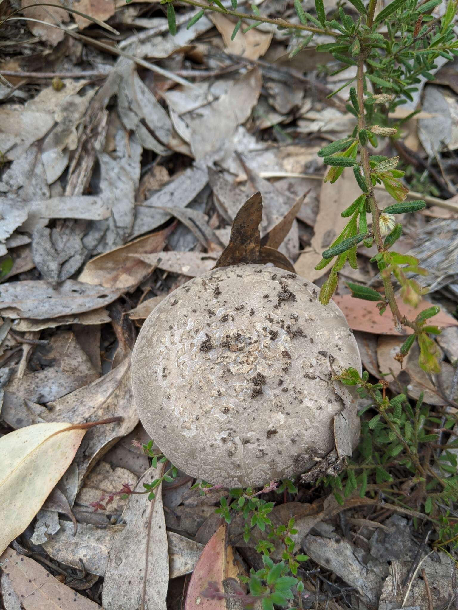 Image de Amanita luteolovelata D. A. Reid 1978