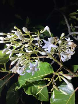 Image of Ladenbergia oblongifolia (Humb. ex Mutis) L. Andersson