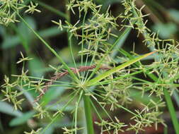 Image of miniature flatsedge