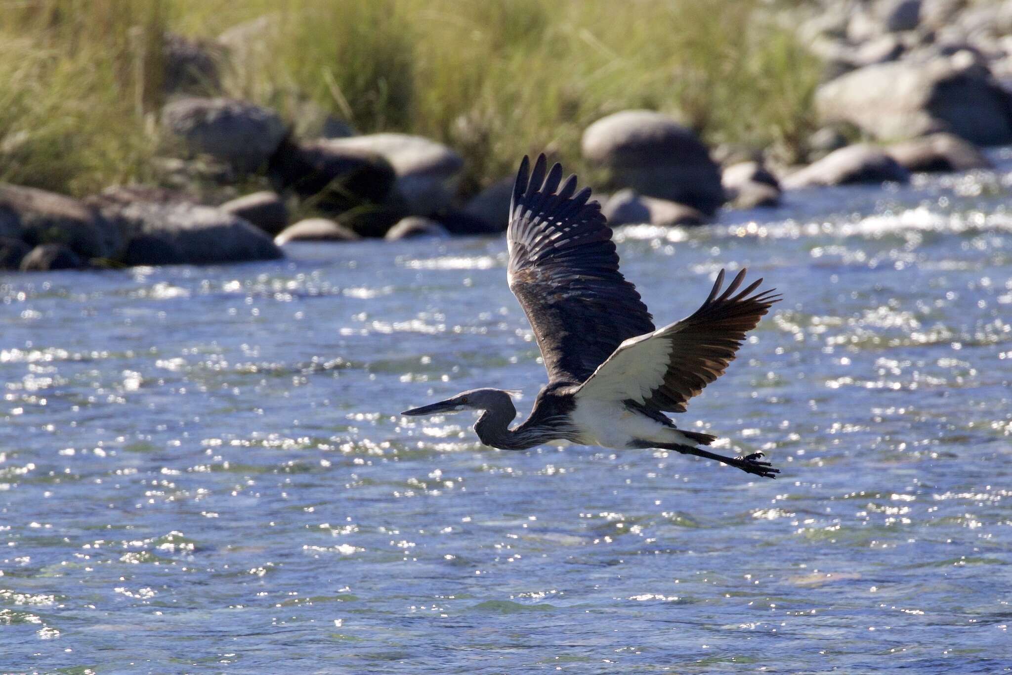 Слика од Ardea insignis Hume 1878