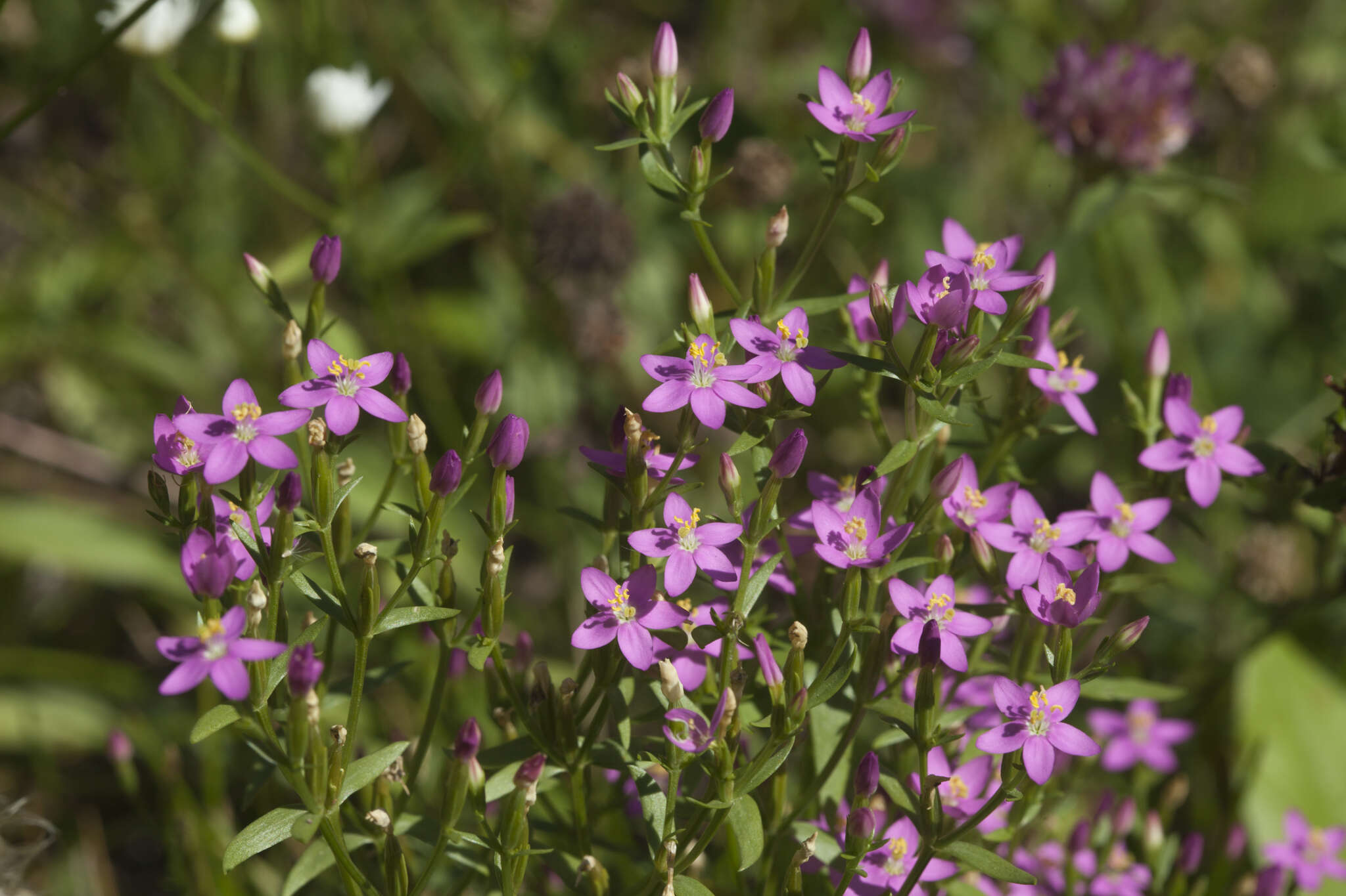 Image of Centaurium anatolicum (K. Koch) N. N. Tzvelev