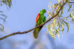 Image of Aprosmictus erythropterus erythropterus (Gmelin & JF 1788)