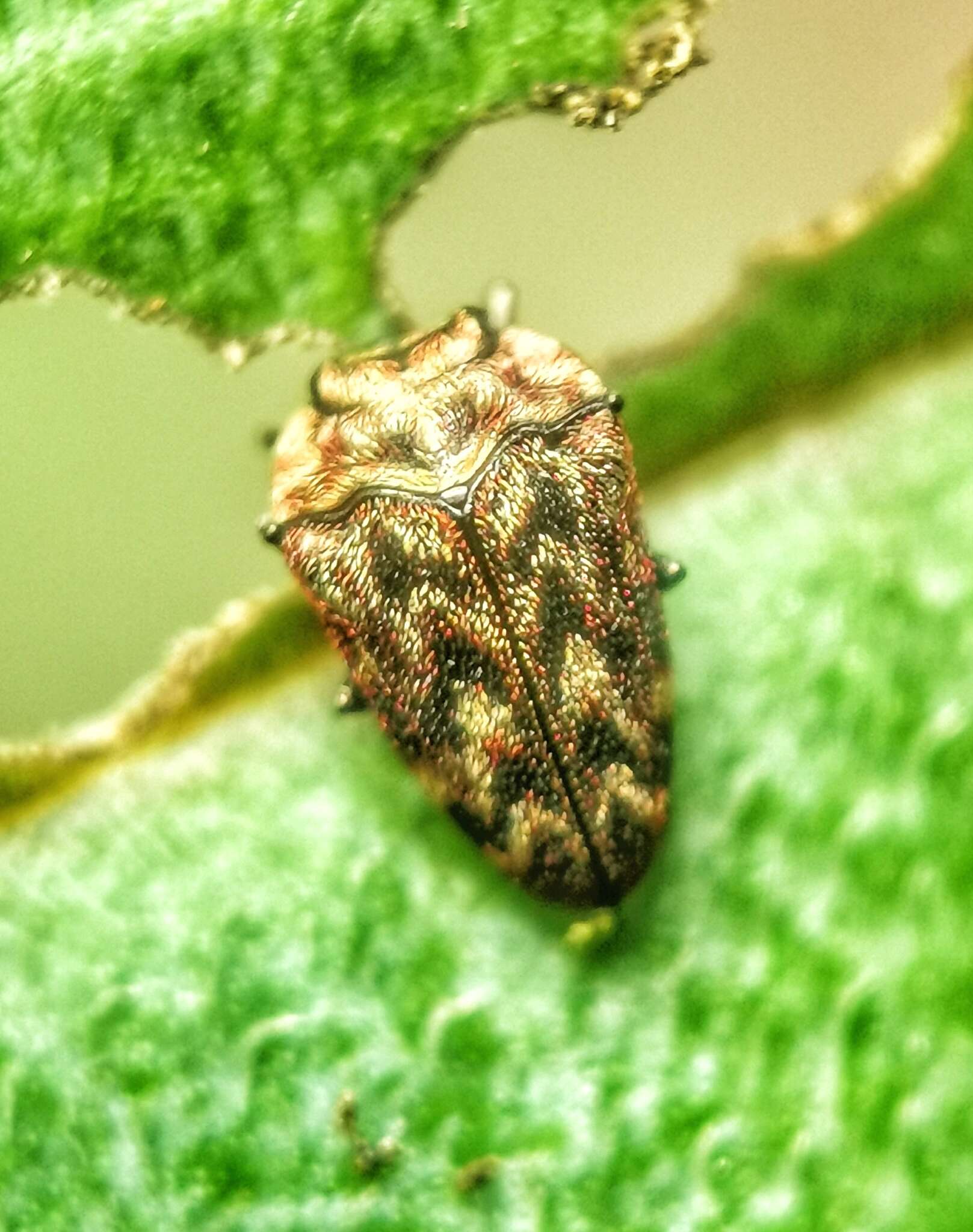 Image of Habroloma lepidopterum (Deyrolle 1864)