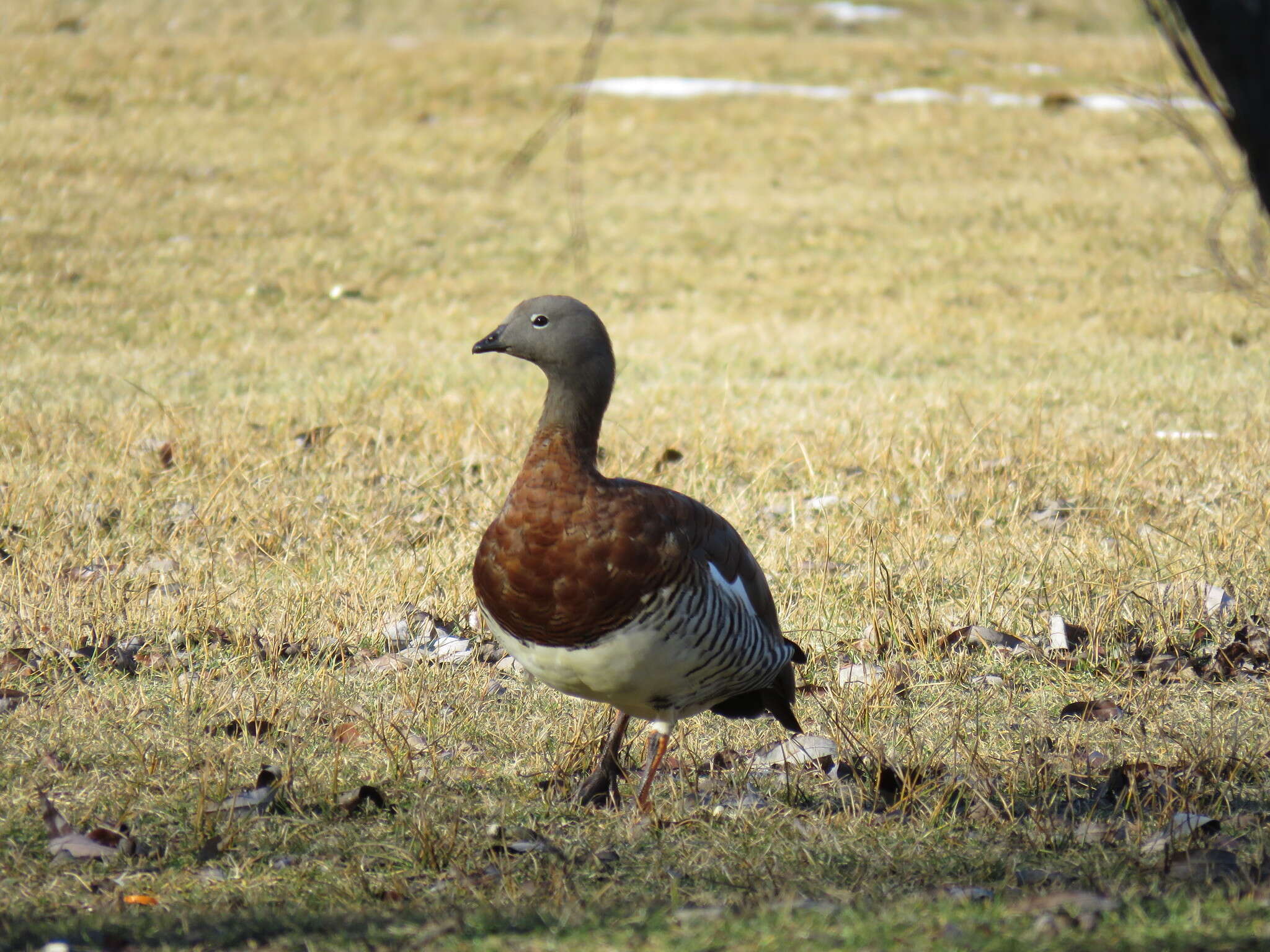 Image of Ashy-headed Goose