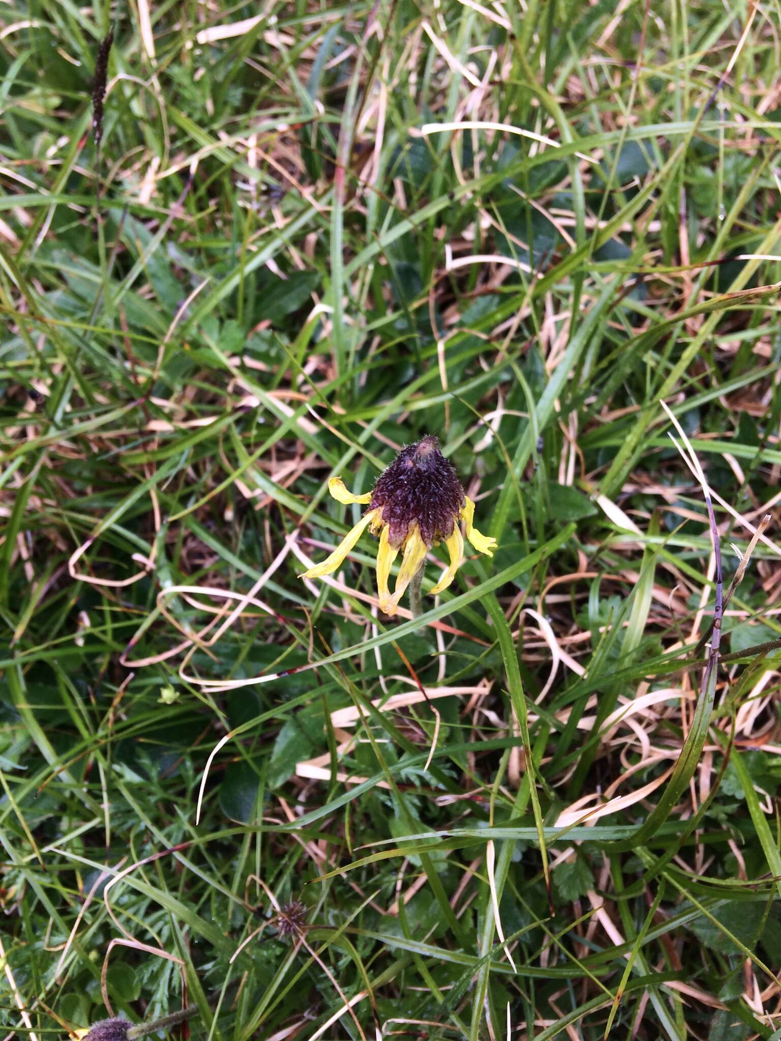 Image of nodding arnica