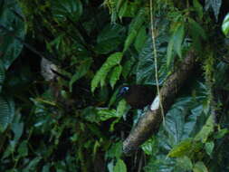 Image of Zeledon's Antbird