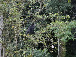 Image of Cercopithecus mitis stuhlmanni Matschie 1893