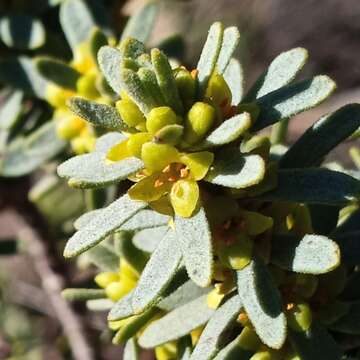 Image of Thymelaea tinctoria (Pourr.) Endl.