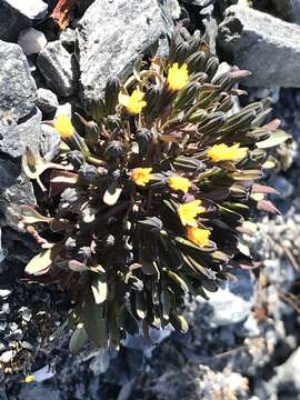 Sivun Askellia pygmaea (Ledeb.) Sennikov kuva