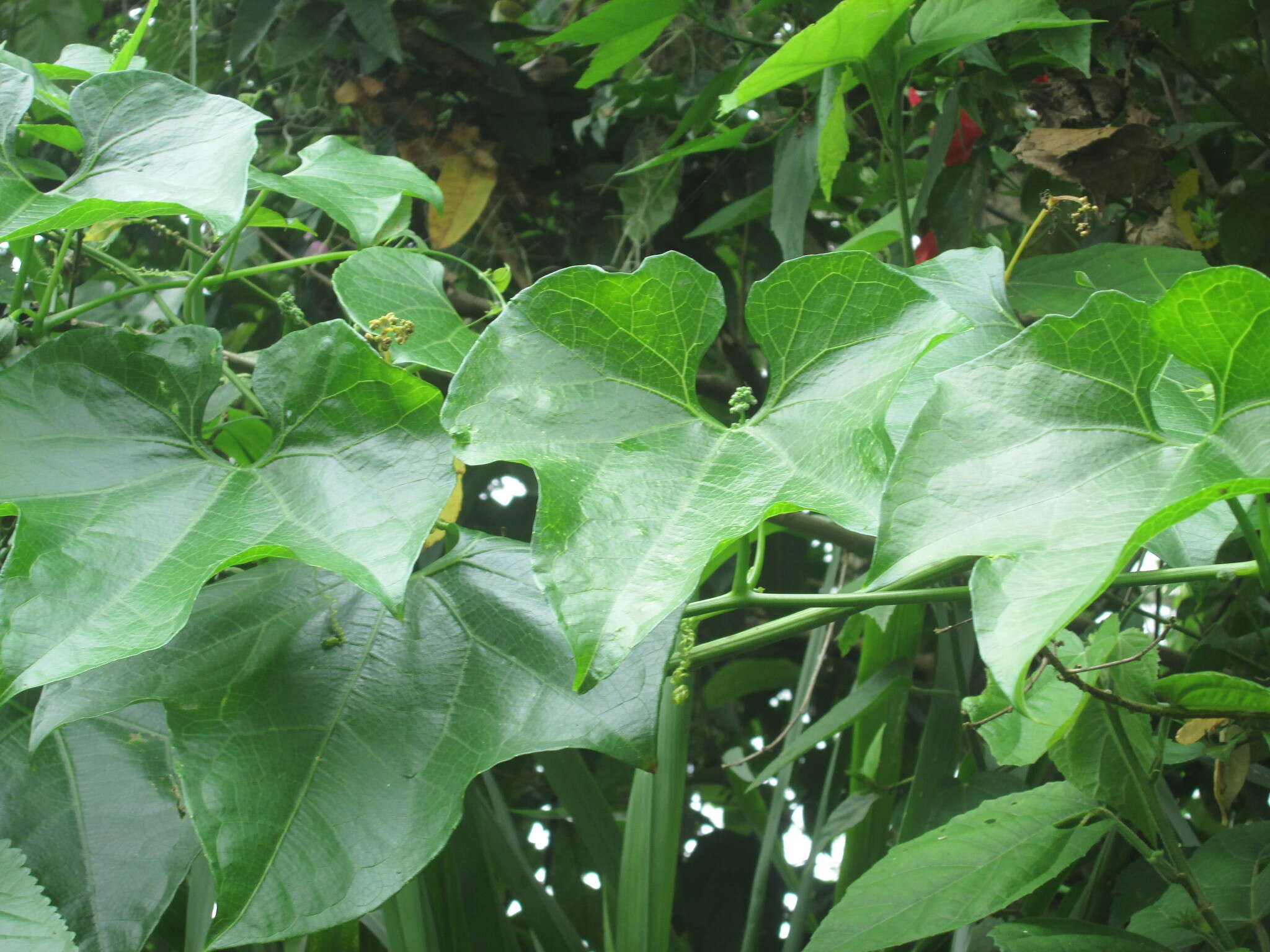 Image de Sechium tacaco (Pitt.) C. Jeffrey