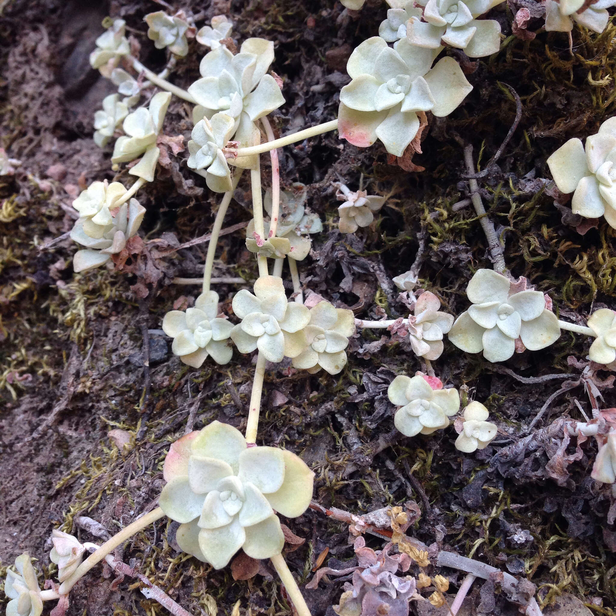 Image of broadleaf stonecrop