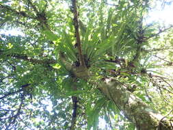 Image of Pothos chinensis (Raf.) Merr.