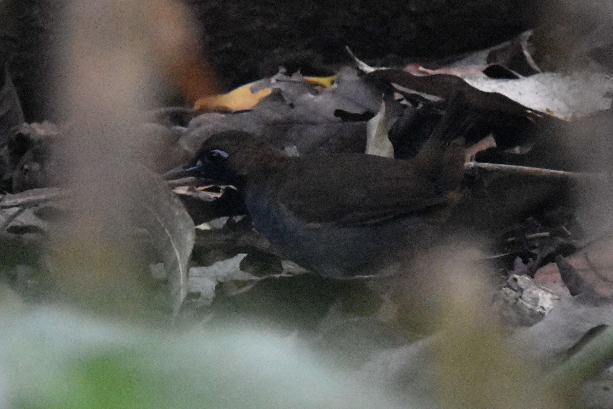 Image of Black-faced Antthrush