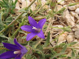 Imagem de Campanula stricta L.