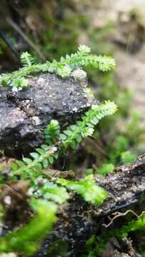 Image of Meadow Spike-Moss