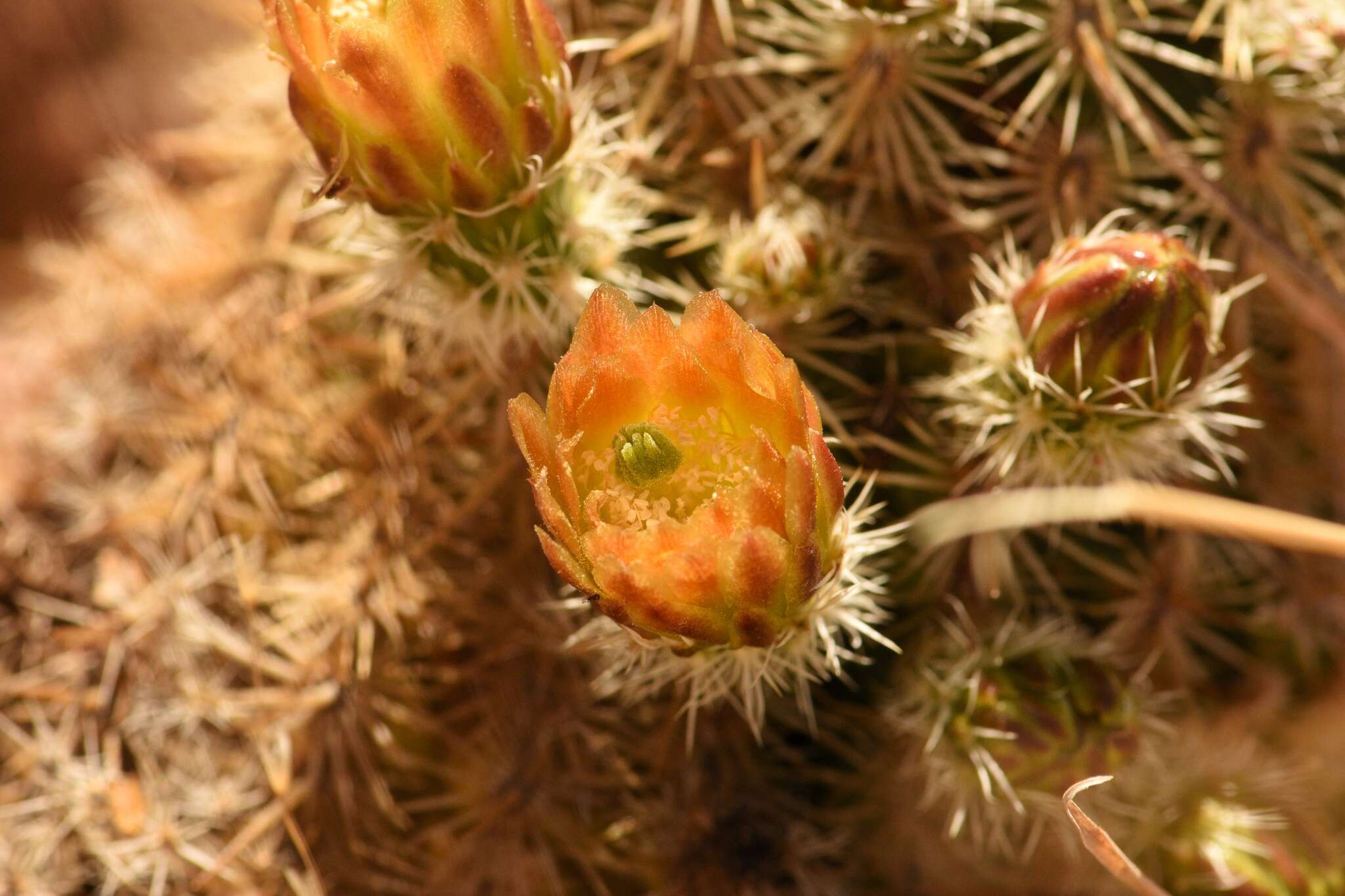 Image de Echinocereus viridiflorus subsp. correllii (L. D. Benson) W. Blum & Mich. Lange