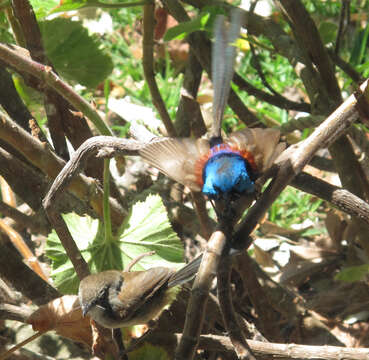 Image of Variegated Fairy-wren