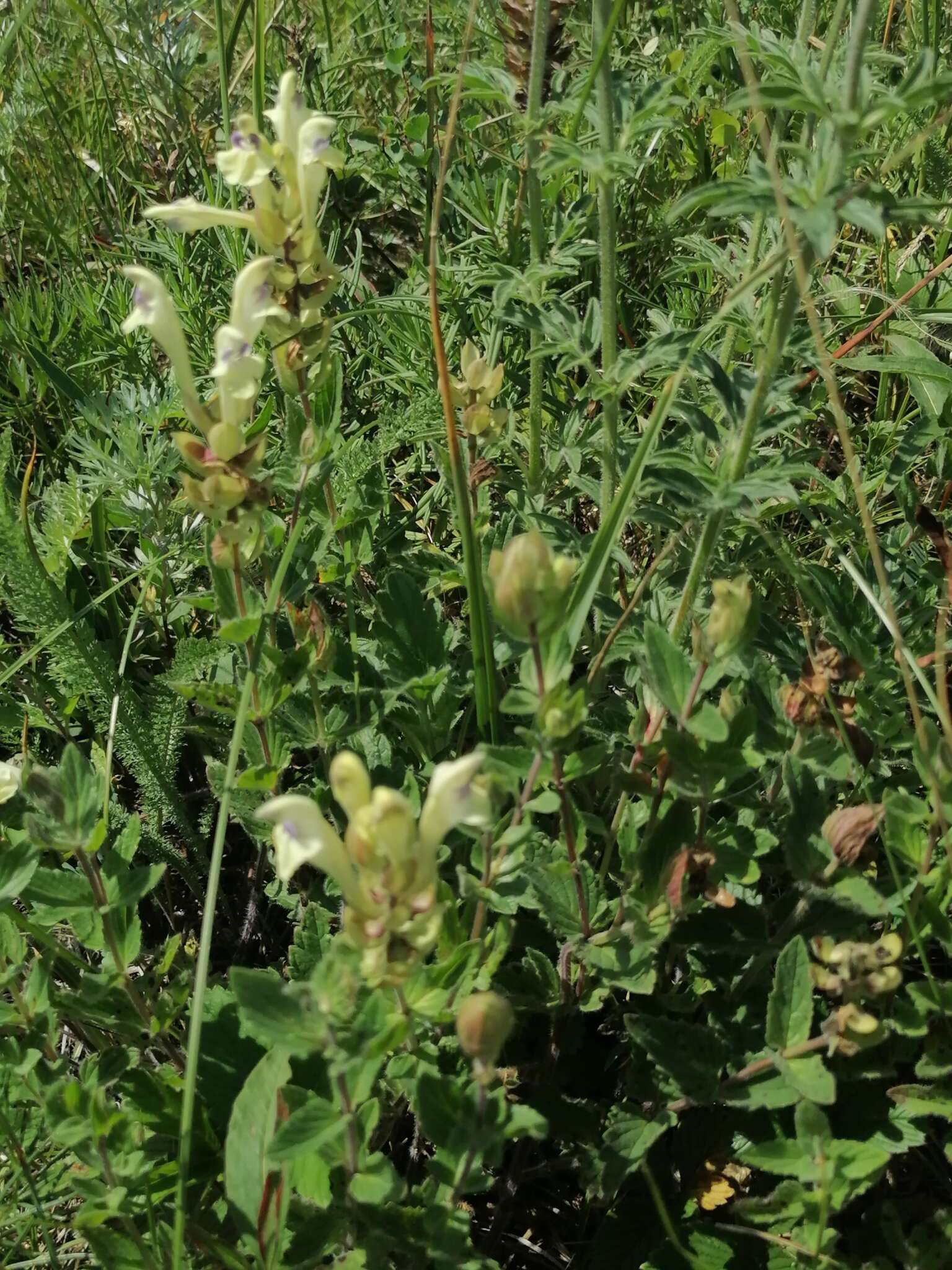 Scutellaria supina L.的圖片