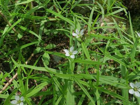 صورة Pseudostellaria rigida (Kom.) Pax