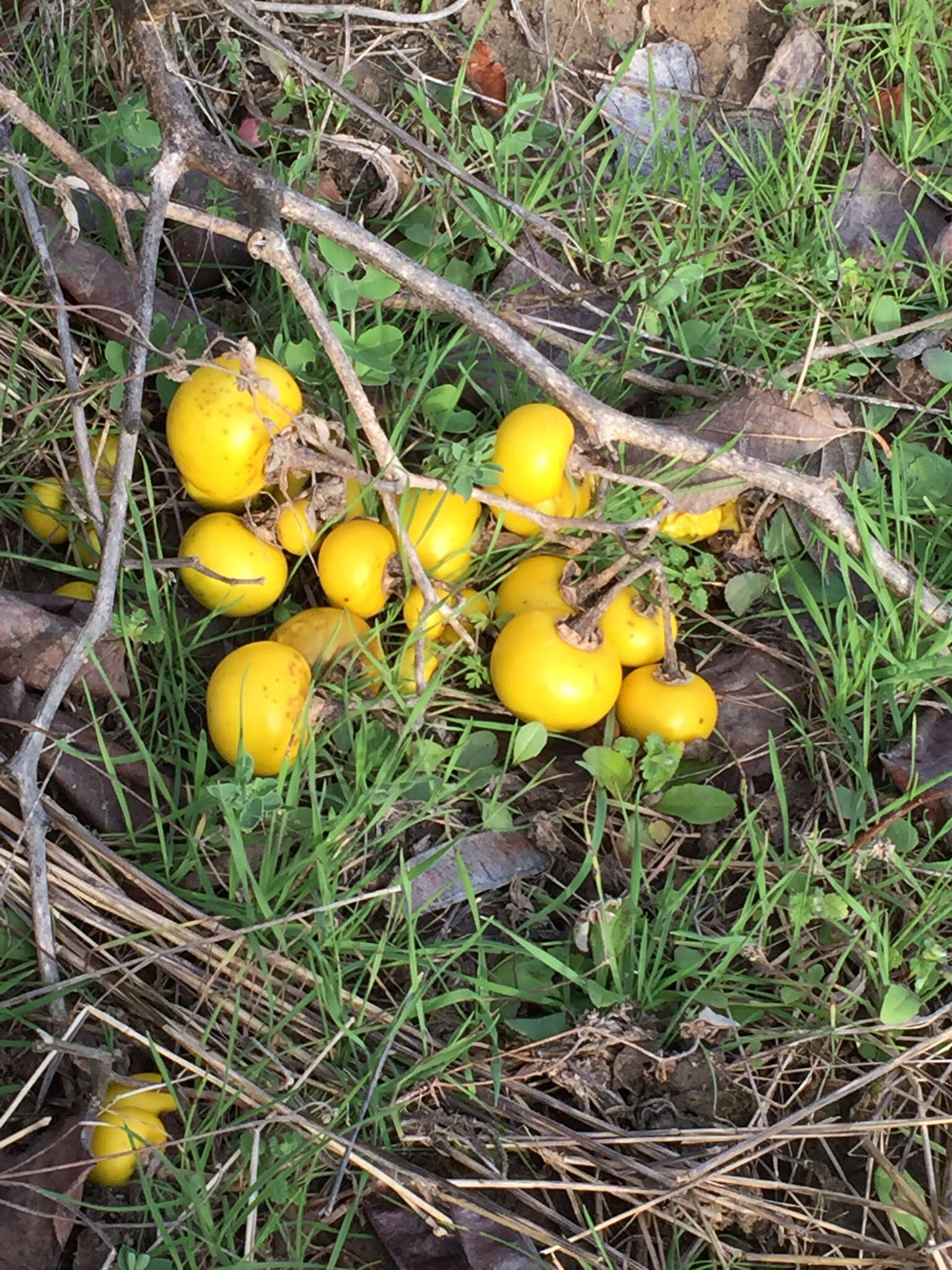 Imagem de Solanum dimidiatum Rafin.