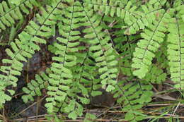 Imagem de Adiantum viridimontanum Paris