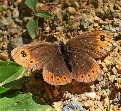 Image of woodland ringlet