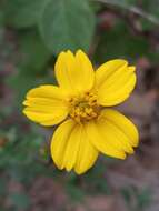 Image of Electranthera cuneifolia (Greenm.) Mesfin, Crawford & Pruski