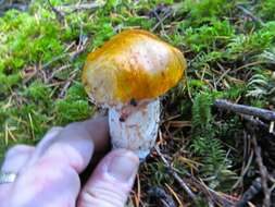 Image of Tricholoma focale (Fr.) Ricken 1914