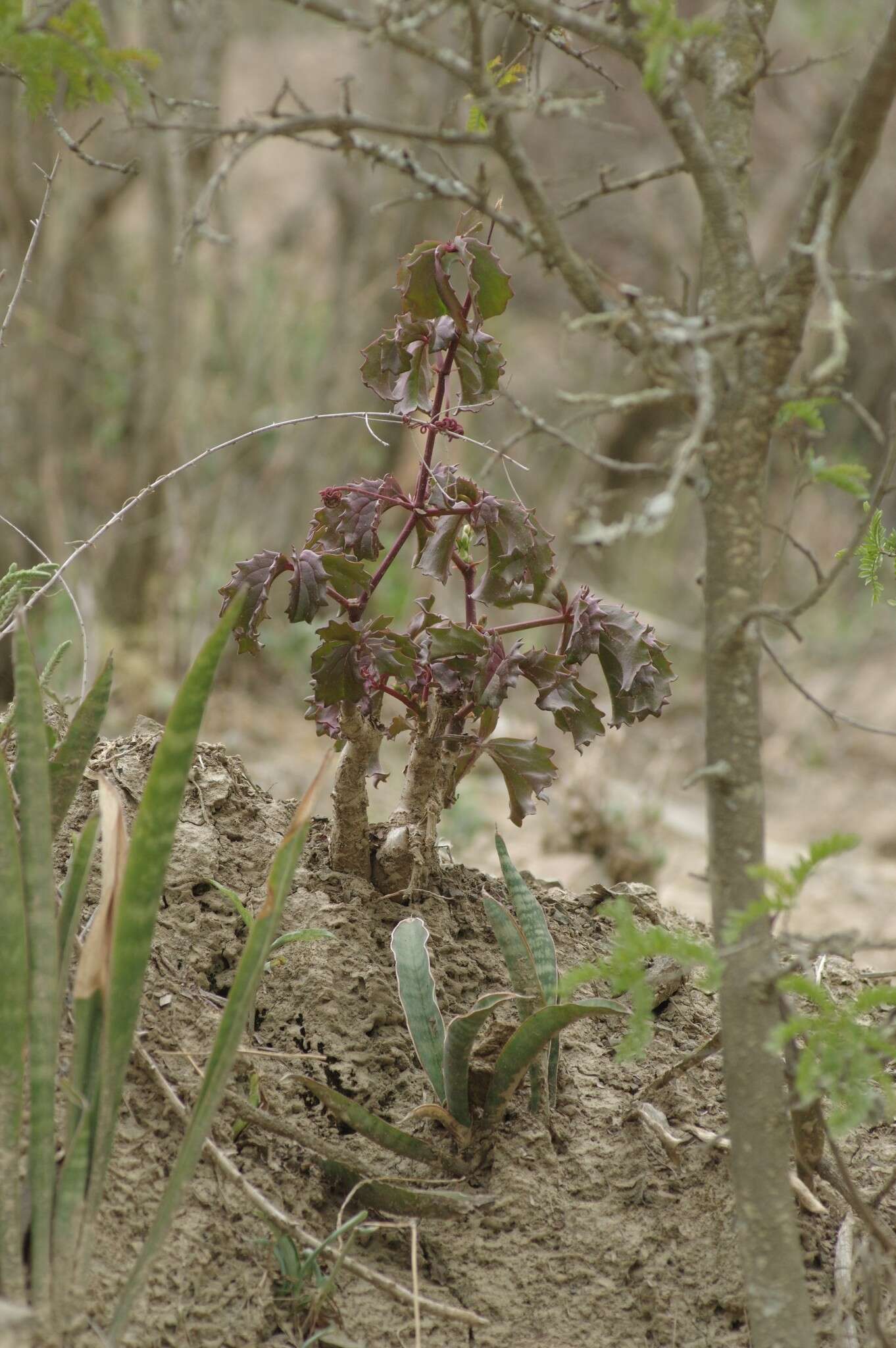 Image of Cyphostemma quinatum (Ait.) Descoings