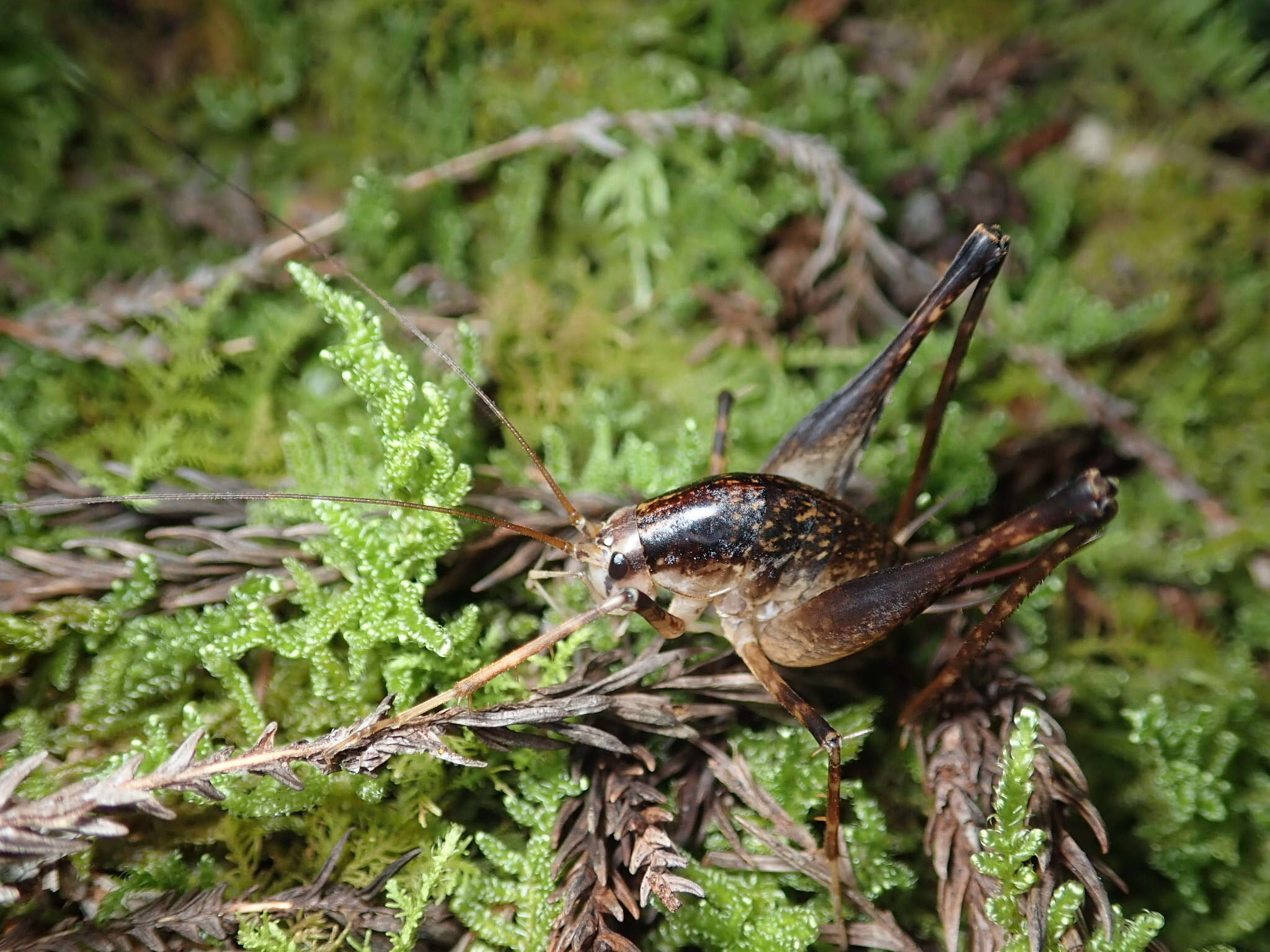 Image of Diestrammena (Aemodogryllus) elegantissima Griffini 1912