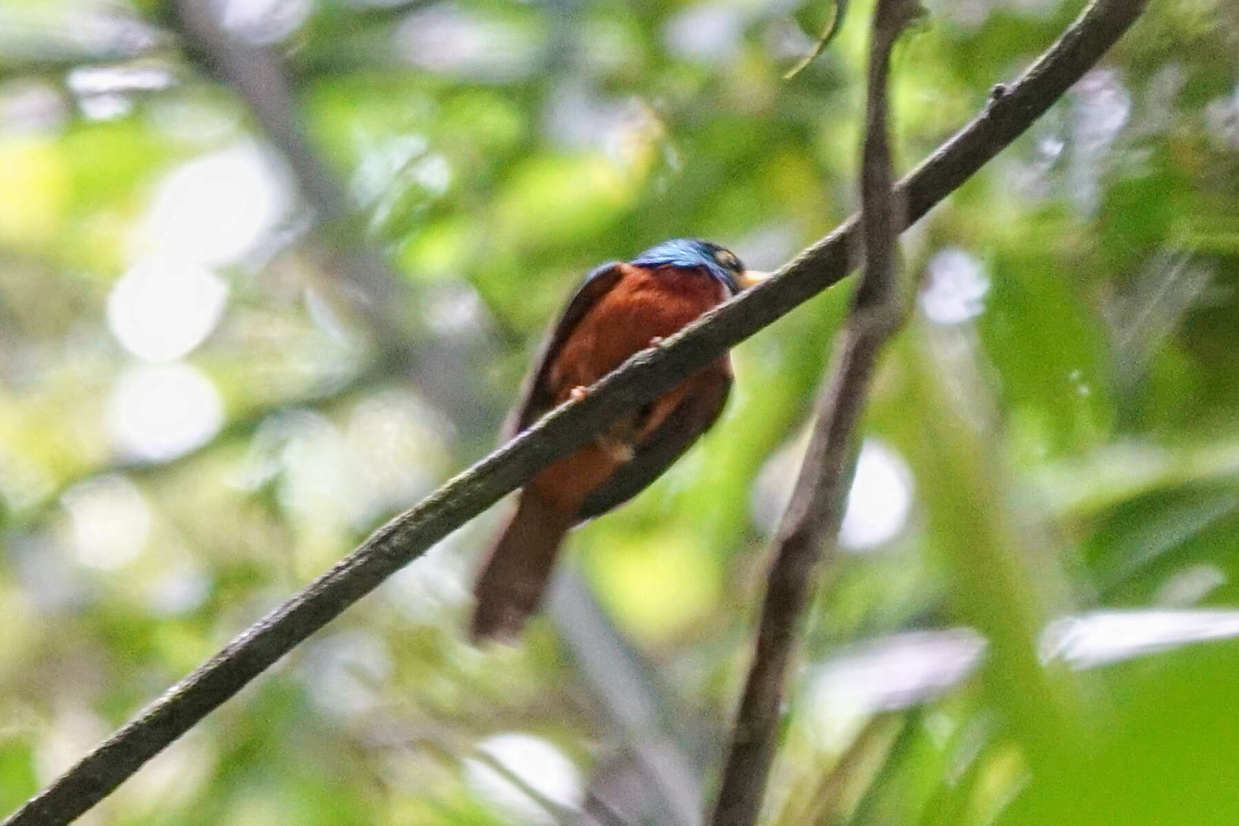 Image of Yellow-billed Jacamar