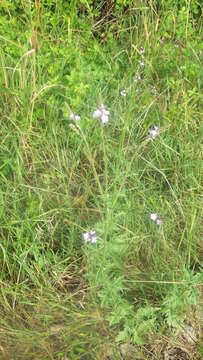 Image de Verbena officinalis var. officinalis