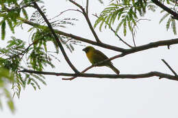 Plancia ëd Caryothraustes canadensis (Linnaeus 1766)