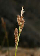 Image of Congdon's sedge