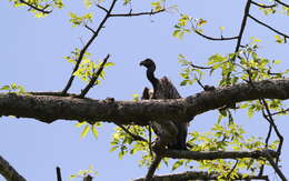 Image of Slender-billed Vulture