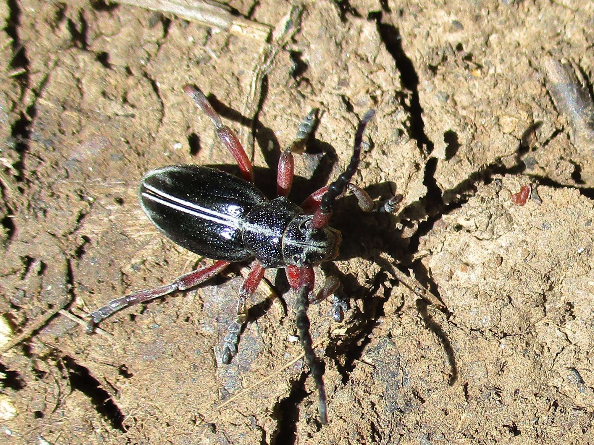 Image of Dorcadion (Cribridorcadion) pedestre (Poda 1761)