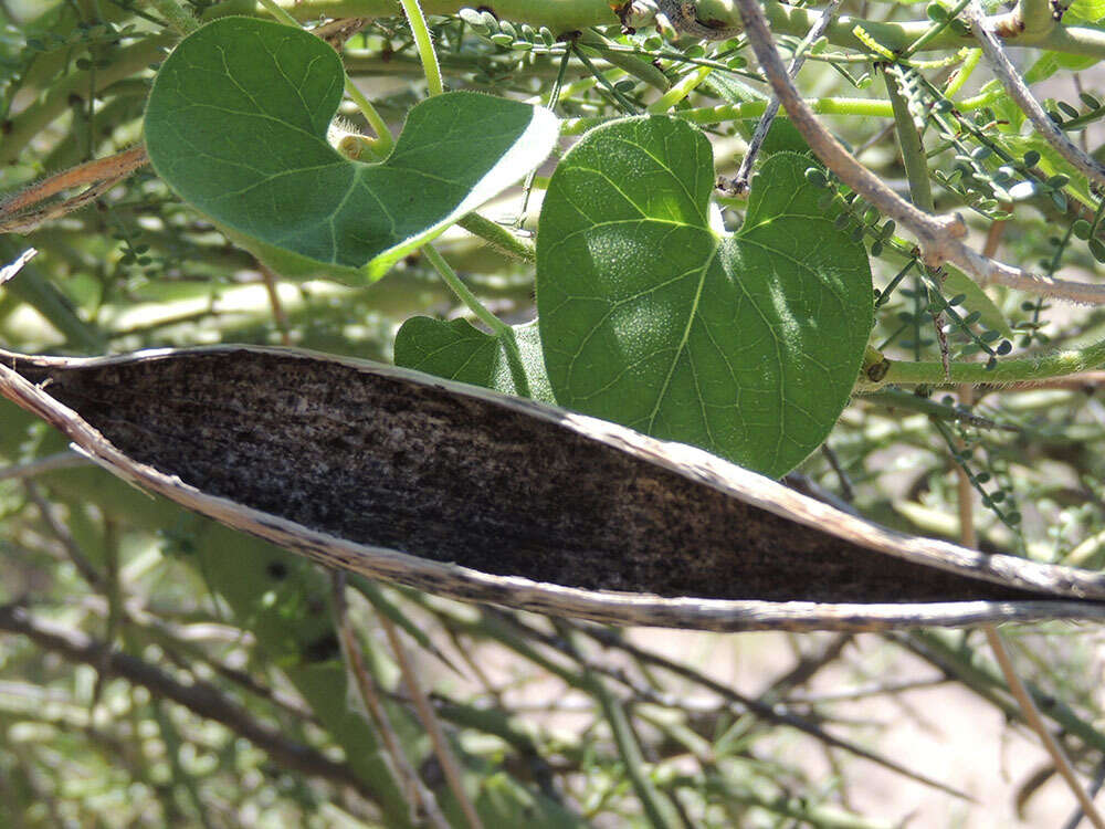 Image of Sonoran milkvine