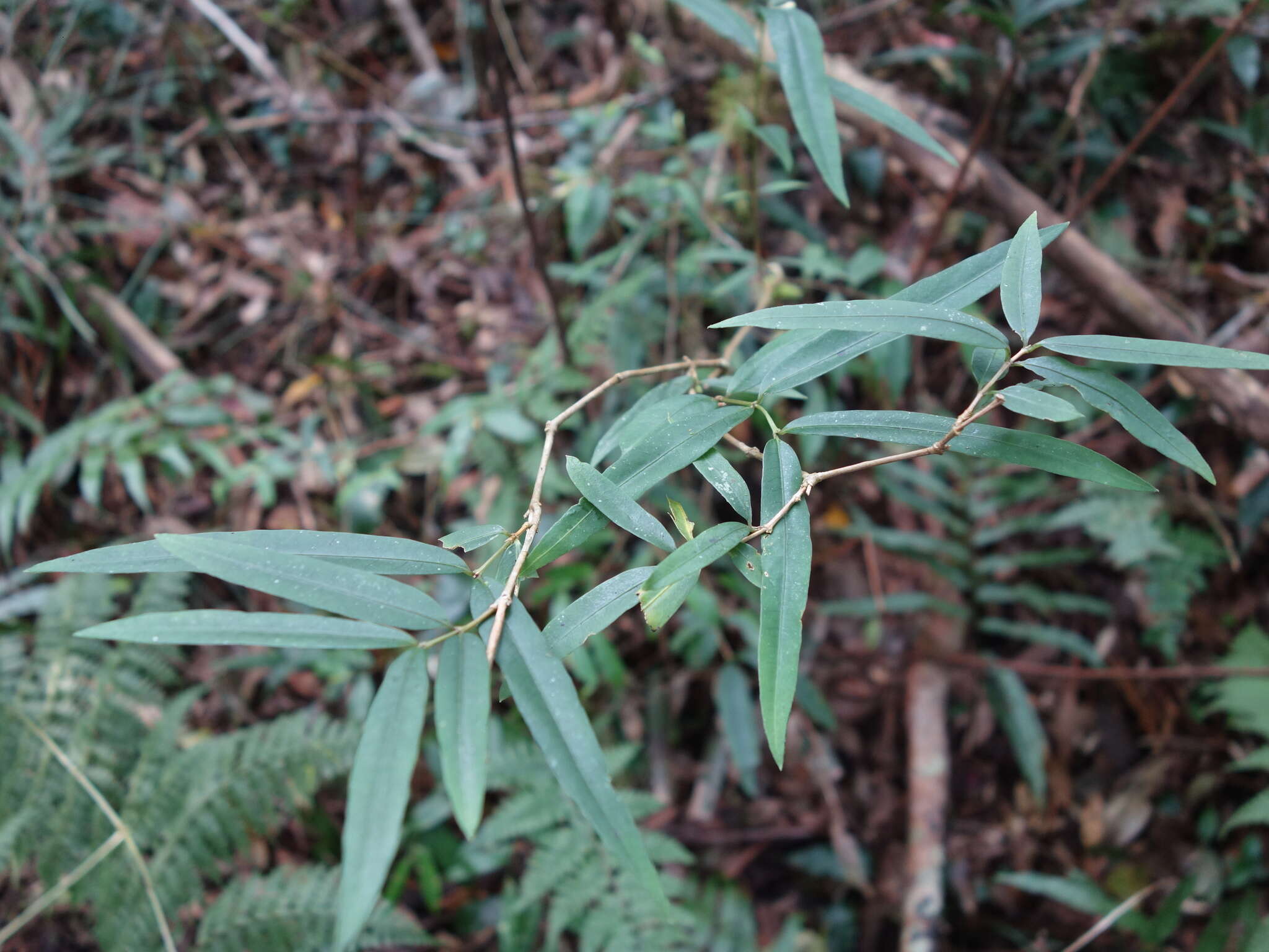 Image of Damnacanthus angustifolius Hayata