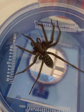 Image of Giant House Spider