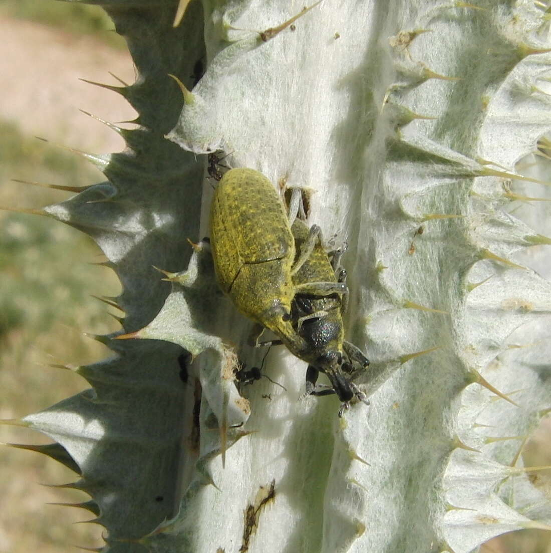 Image of Larinus cynarae (Fabricius & J. C. 1787)