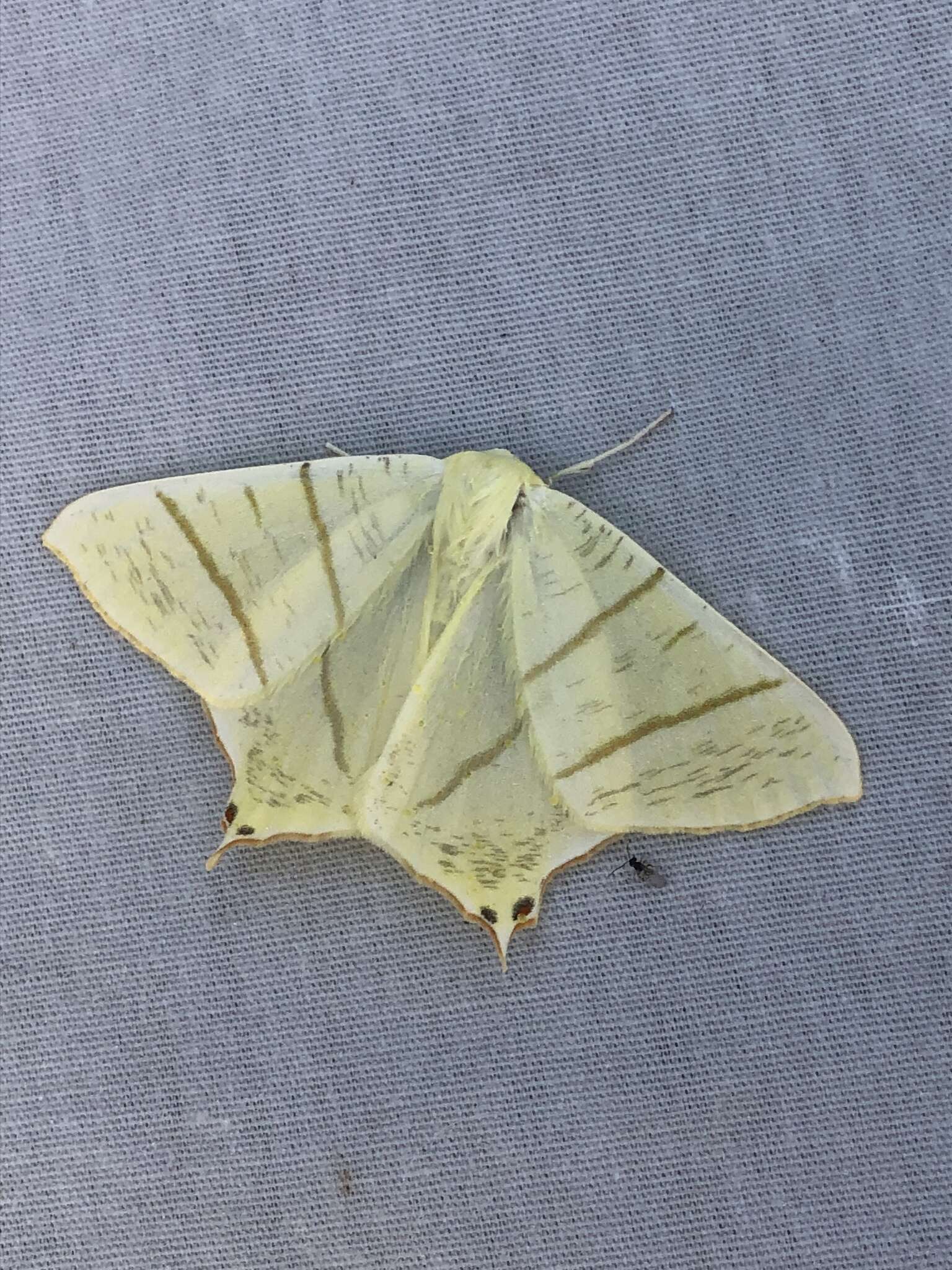 Image of swallow-tailed moth