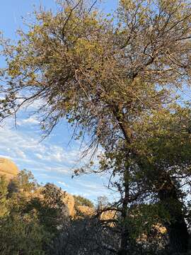 Image of Quercus peninsularis Trel.