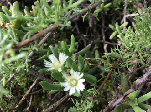 Image of Delosperma subincanum (Haw.) Schwant.