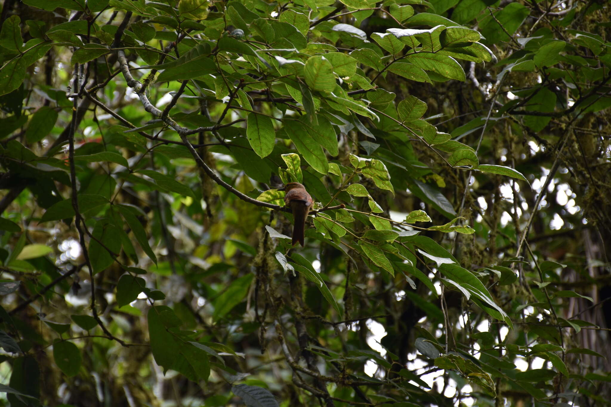 Image of Buff-fronted Foliage-gleaner