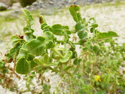 Imagem de Solanum pennellii Correll