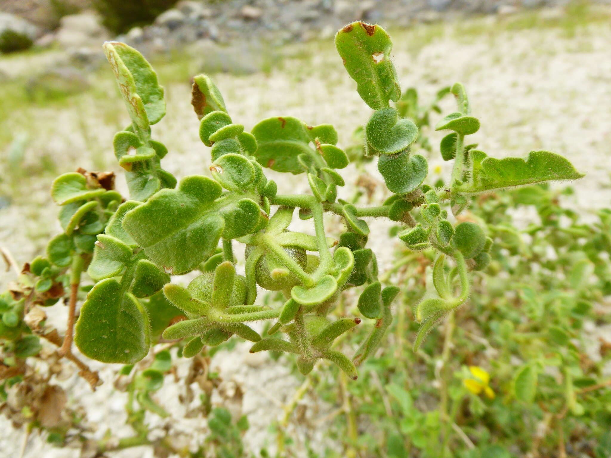 Imagem de Solanum pennellii Correll