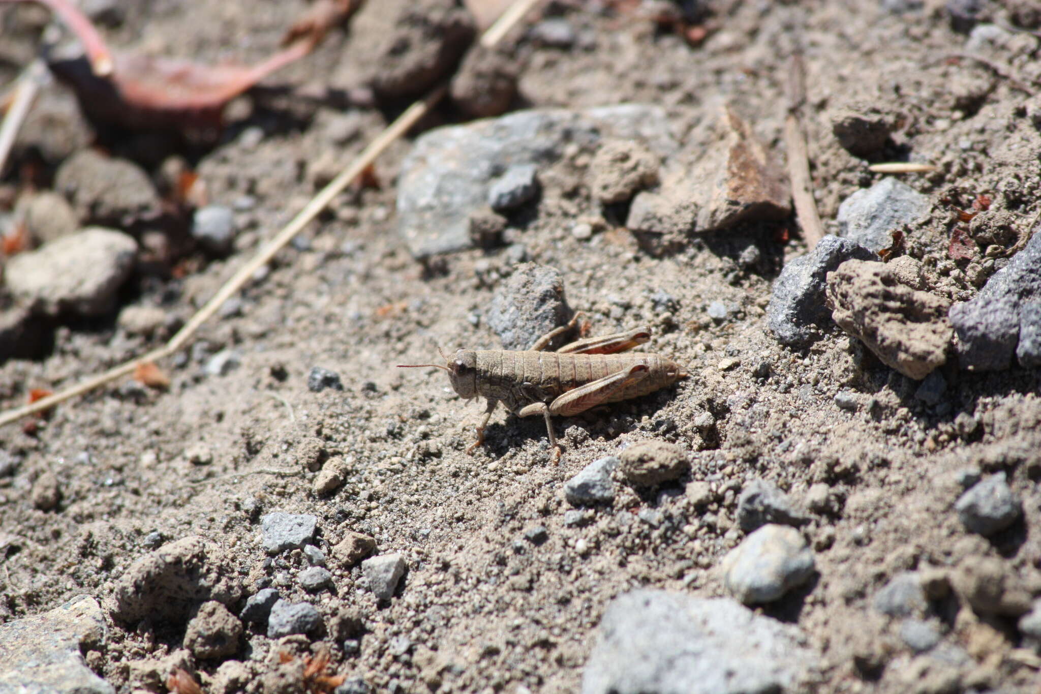 Слика од Buckellacris chilcotinae (Hebard 1922)