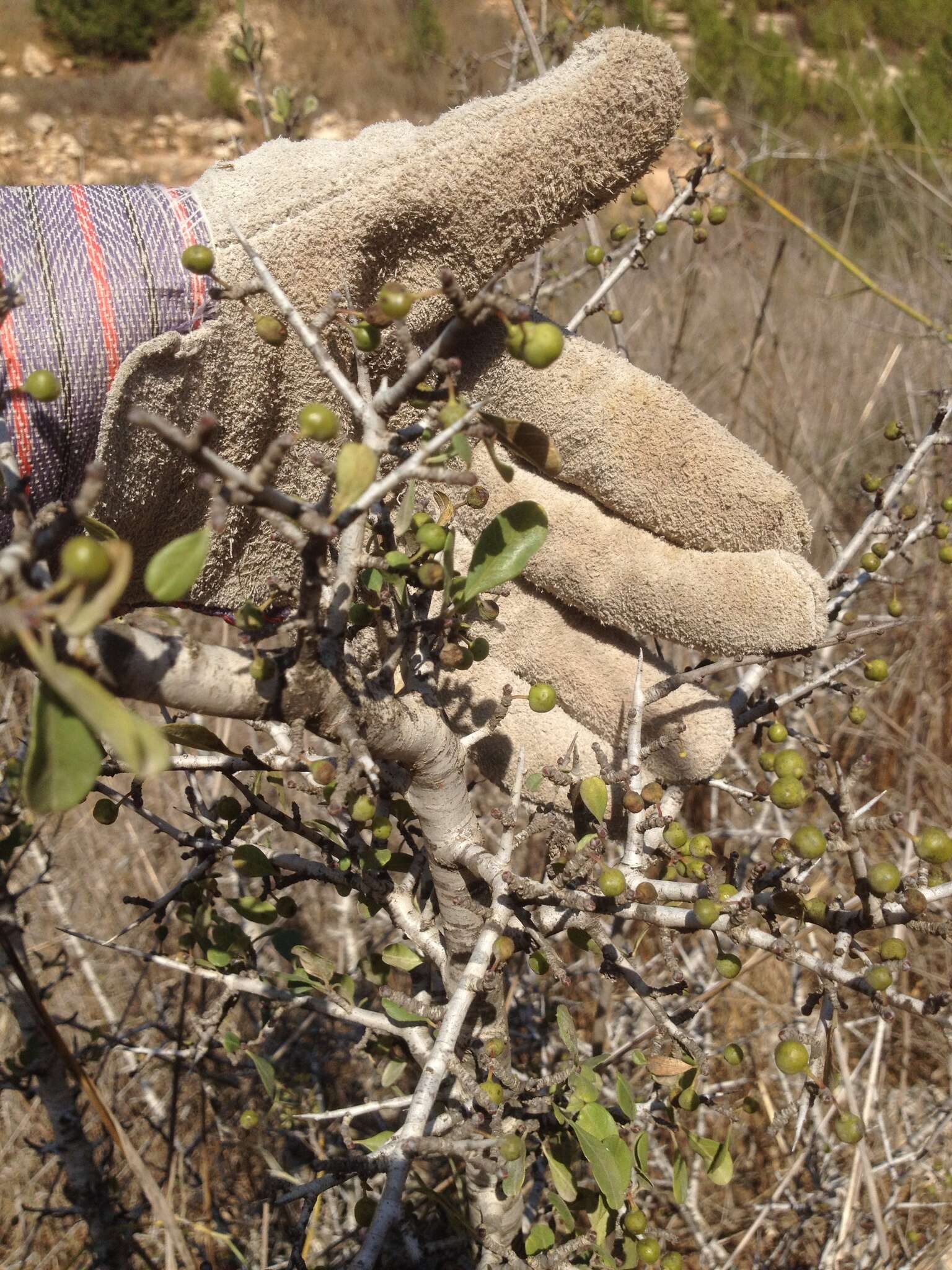 Image of European buckthorn