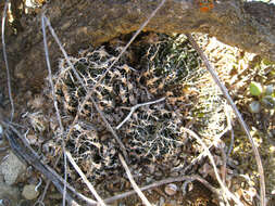 Слика од Haworthia arachnoidea var. nigricans (Haw.) M. B. Bayer